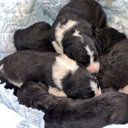 Bordoodle puppies from The Painted Egg at Copper Barrel Farm
