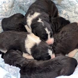 Bordoodle puppies from The Painted Egg at Copper Barrel Farm
