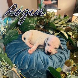 Rogue - White and black male Dalmatian puppy in Mount Vernon, Missouri from Spots & Spirals