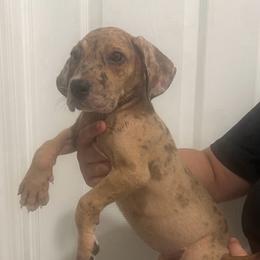 Batgirl - Merle female Great Dane puppy in Florida from Beachside Kennels