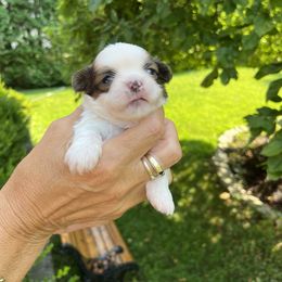 Boy 2 - Liver and white male Shih Tzu puppy in Danbury, Connecticut from Dempsey’s Darlings