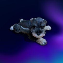 Tiny Rex - Black and silver male Miniature Schnauzer puppy in Kentucky from Mrs Bs Teeny Schnauzers & Doodles