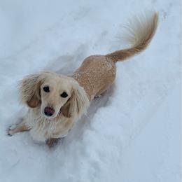 Lady - Dachshund