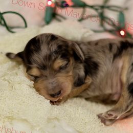 Black and cream dapple - Dapple male Dachshund puppy in Seminary, Mississippi from Down South Mavericks Dachshunds