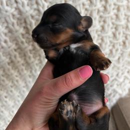 Spruce - Black and tan male Dachshund puppy in Granger, Indiana from Woodland Doxies