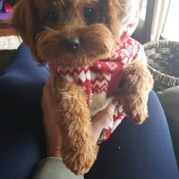 Scotch - Cavapoo