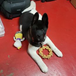 Akita Puppies from Mizuki Akita LLC.
