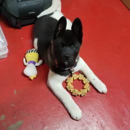 Akita Puppies from Mizuki Akita LLC.