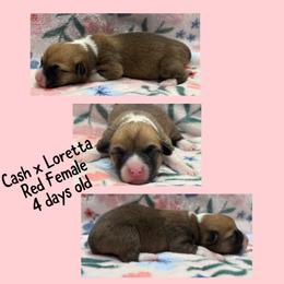 Red female - Red female Pembroke Welsh Corgi puppy in Stephenville, Texas from Rising JM Pembrokes