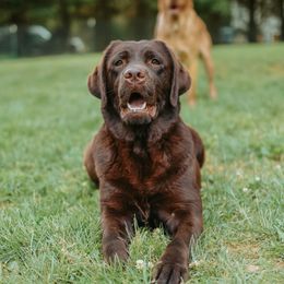Cardi - Labrador Retriever