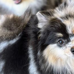 Pomeranians and Yorkshire Terriers from West Coast Diva Pupz