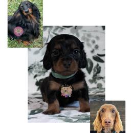 Ted - Black and tan male Dachshund puppy in Dothan, Alabama from Little House Pups