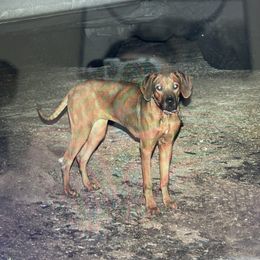Girl 1 - Rhodesian Ridgeback puppy in Burleson, Texas from Nextgen