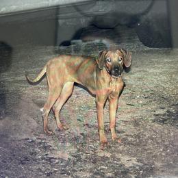 Girl 1 - Rhodesian Ridgeback puppy in Burleson, Texas from Nextgen