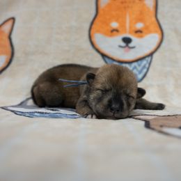 Blue Collar - Red sesame female Shikoku puppy in Pennsylvania from Aoiyama Sou Shikoku Kennel