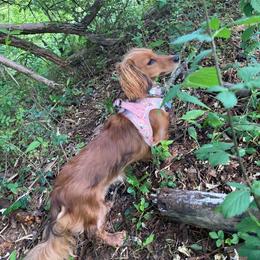 Marleigh - Dachshund