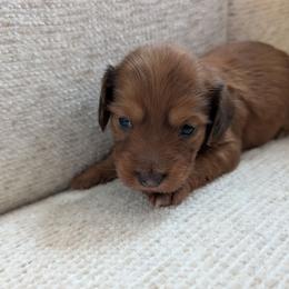 Brianna - Red female Dachshund puppy in Barnard, Missouri from KB Doxies