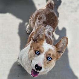 Breeze - Pembroke Welsh Corgi