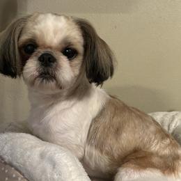 Jimmy - Shih Tzu