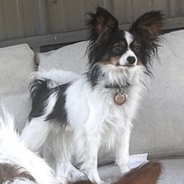 Papillon Puppies from Wendy’s Wings