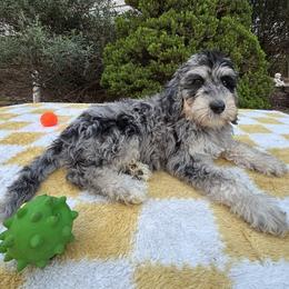 Bernedoodle, Goldendoodle, and Poodle Puppies from Poodle and Doodle Haven