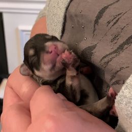 Boy 1 - Miniature Schnauzer puppy in Hull, Georgia from Ardent Miniature Schnauzers of Athens