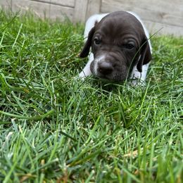 German Shorthaired Pointer Puppies from Chasing Kaya GSP Breeder