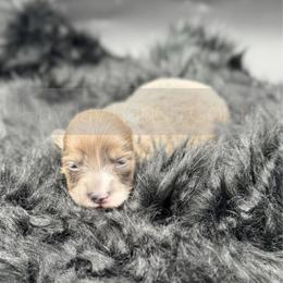 Liberty - 1800 - Black and tan female Pembroke Welsh Corgi puppy in Rozet, Wyoming from Hayday Ranch Corgis
