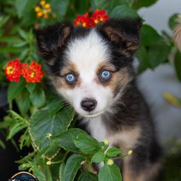 Flopsy - Black tri female Miniature Australian Shepherd puppy in Granbury, Texas from Best Little Aussies