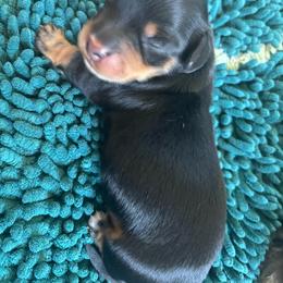 Missy - Black and tan female Dachshund puppy in Weiser, Idaho from Peace Love and Doxies