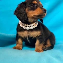 Dachshund and Miniature Schnauzer Puppies from The Bossy Doxie Farm
