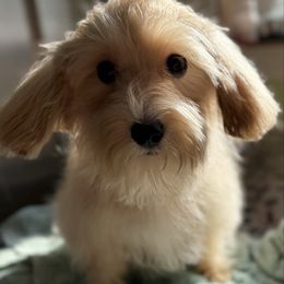 Tahoe - Apricot male Maltipoo puppy in Colonial Beach, Virginia from BeachRidge Pups