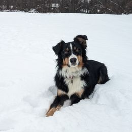 Australian Shepherd All Grown Up from Safe Haven Aussies