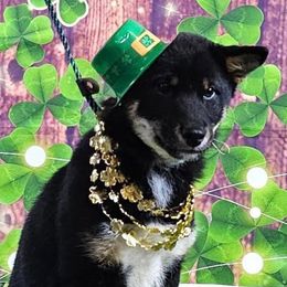 Shiba Inu puppies from Kiamichi Shiba Inu