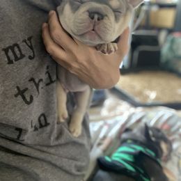 French Bulldog Puppies from Baby Bear Frenchies