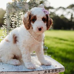 Violet - Parti female Goldendoodle puppy in Old River Winfree, Texas from RadDoodles