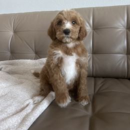 Goldendoodle and Poodle Puppies from Poodle lovers