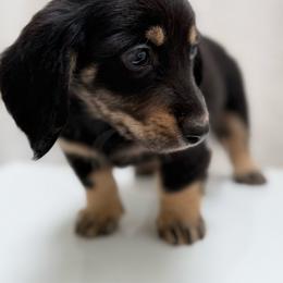 Otis - Black and cream male Dachshund puppy in Philomath, Oregon from Bailey’s Dachshunds