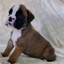 Girl 4 - Fawn female Boxer puppy in Thompson, Pennsylvania from Moonlitboxers