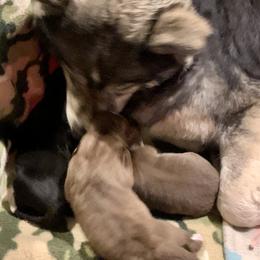 Siberian Husky Puppies from Myths and Legends Siberian Huskies