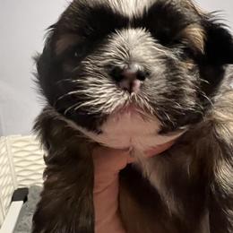 Royal blue-Charlie - Brindle and white male Shih Tzu puppy in Mays Landing, New Jersey from Fancy Paws Shorkies & Shih Tzus