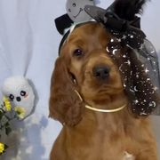 Girl 3 - Irish Setter puppy in Geauga County, Ohio from Stomar Irish Setters