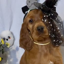 Girl 3 - Irish Setter puppy in Geauga County, Ohio from Stomar Irish Setters