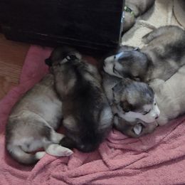 Alaskan Malamute Puppies from Maelstrom Alaskan Malamutes