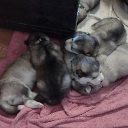 Alaskan Malamute Puppies from Maelstrom Alaskan Malamutes