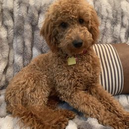 Scarlett - Goldendoodle