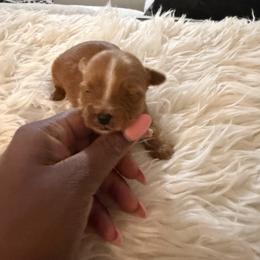 Boy 2 - Chocolate, tan and white male Yorkshire Terrier puppy in Selden, New York from Alisha's Yorkshire Terriers