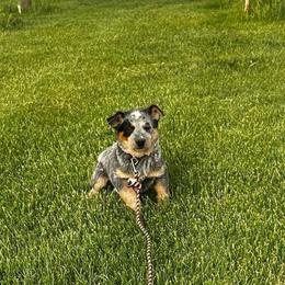 Tuke - Blue male Australian Cattle Dog puppy in Mount Pleasant, Utah from Christensen Family Kennel