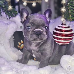 Violet - Blue female French Bulldog puppy in Maplewood, New Jersey from Poos&Bulls Keepsake