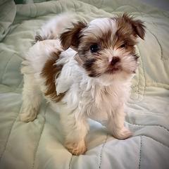 Shih Tzu, Shorkie, Yorkipoo, and Yorkshire Terrier Puppies from Little Rascal Ranch